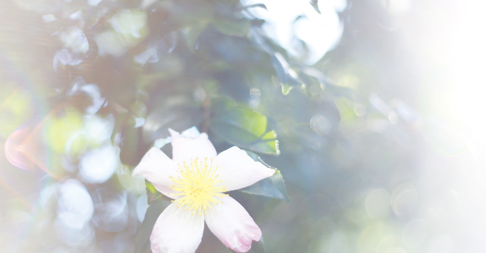 レスポンシブデザイン対応 WordPressテーマ「Flora deux」